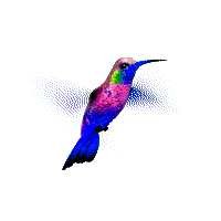 colibrí2